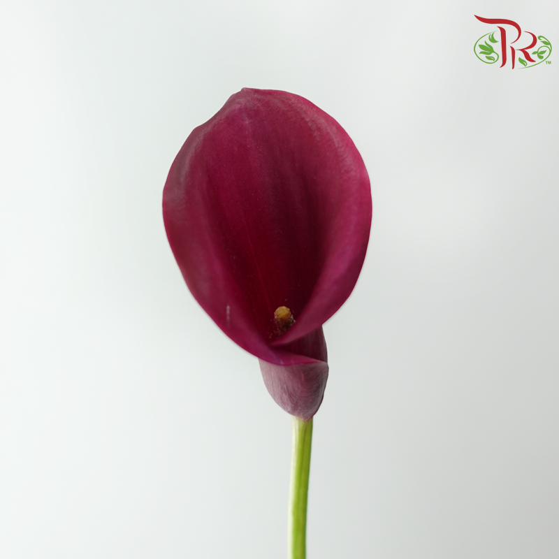 Calla Lily - Cardinal (5 Stems)