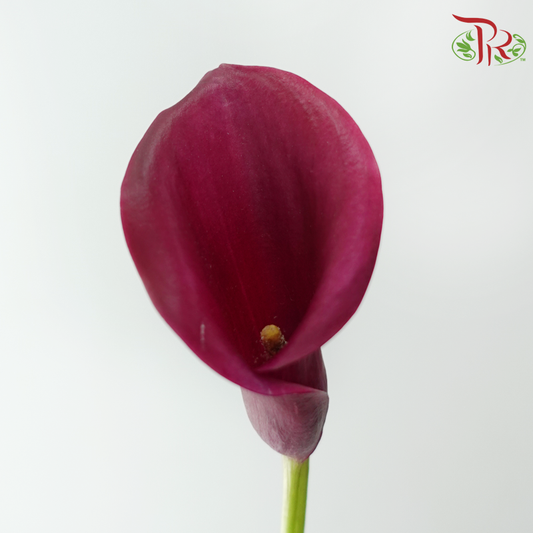Calla Lily - Cardinal (5 Stems)