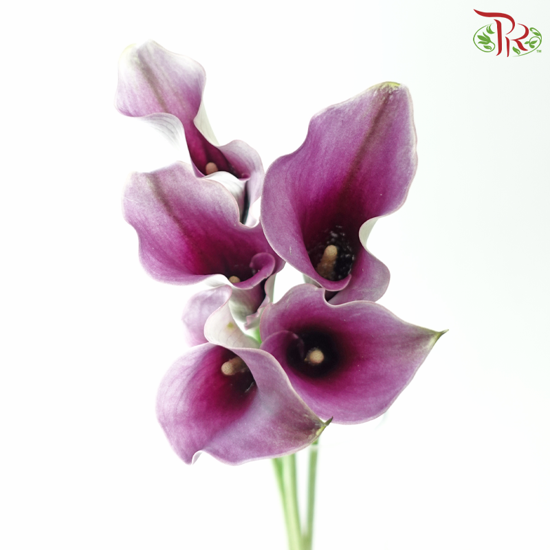 Calla Lily - Purple With White Edge (5 Stems)