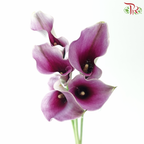 Calla Lily - Purple With White Edge (5 Stems)