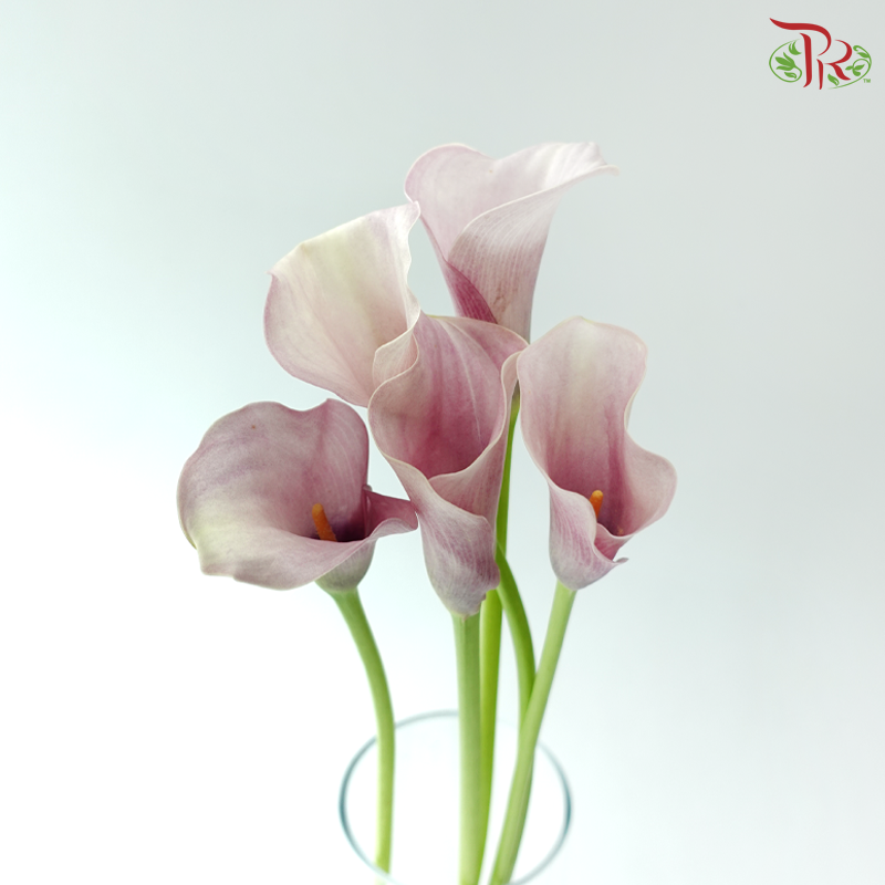 Calla Lily - Rosette (5 Stems)