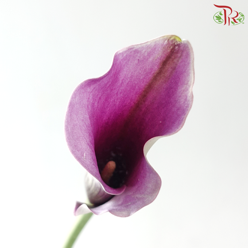 Calla Lily - Purple With White Edge (5 Stems)