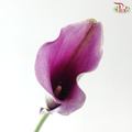 Calla Lily - Purple With White Edge (5 Stems)