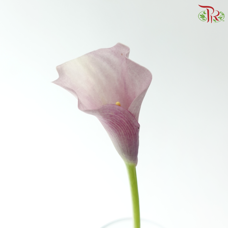 Calla Lily - Rosette (5 Stems)