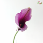 Calla Lily - Purple With White Edge (5 Stems)