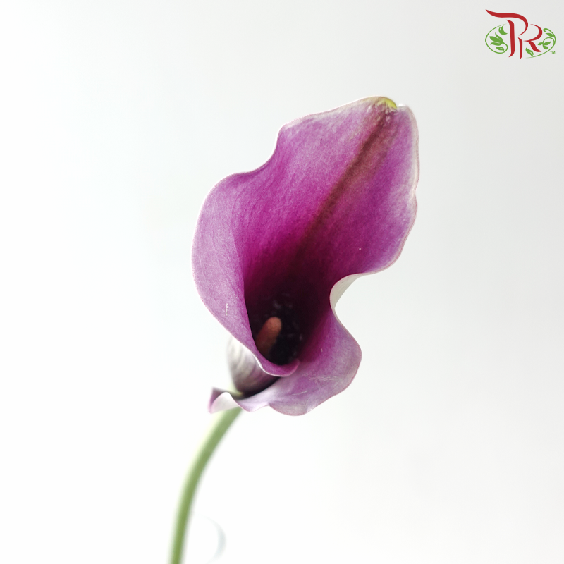 Calla Lily - Purple With White Edge (5 Stems)