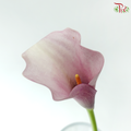 Calla Lily - Rosette (5 Stems)
