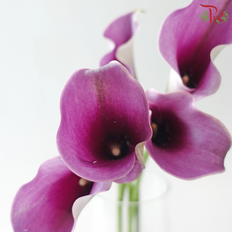 Calla Lily - Purple With White Edge (5 Stems)