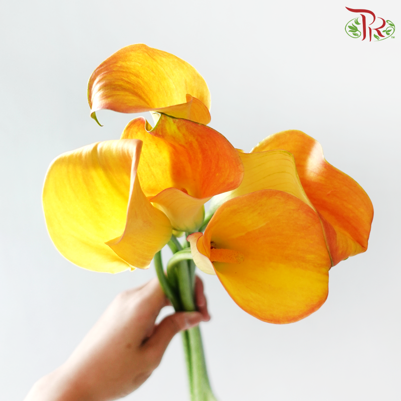 Calla Lily - Yellow Sunset (5 Stems)