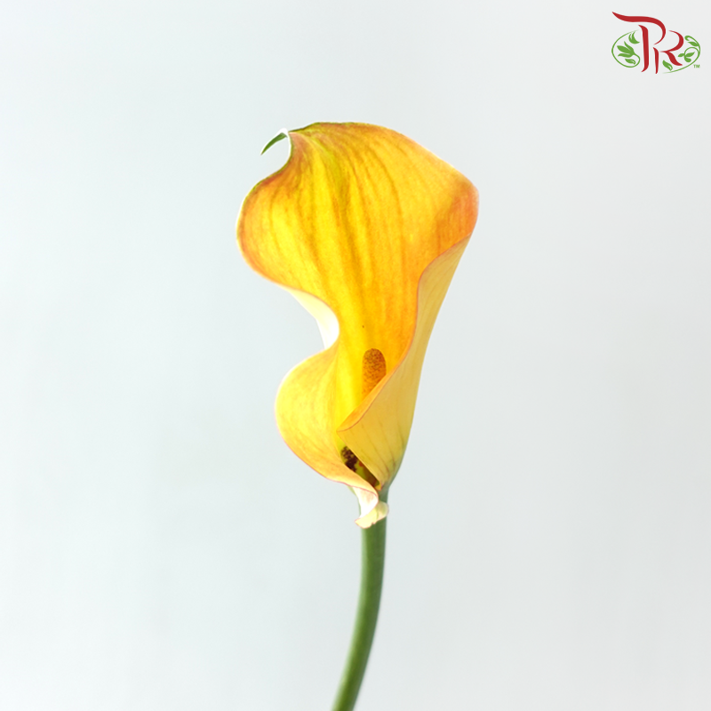 Calla Lily - Yellow Sunset (5 Stems)