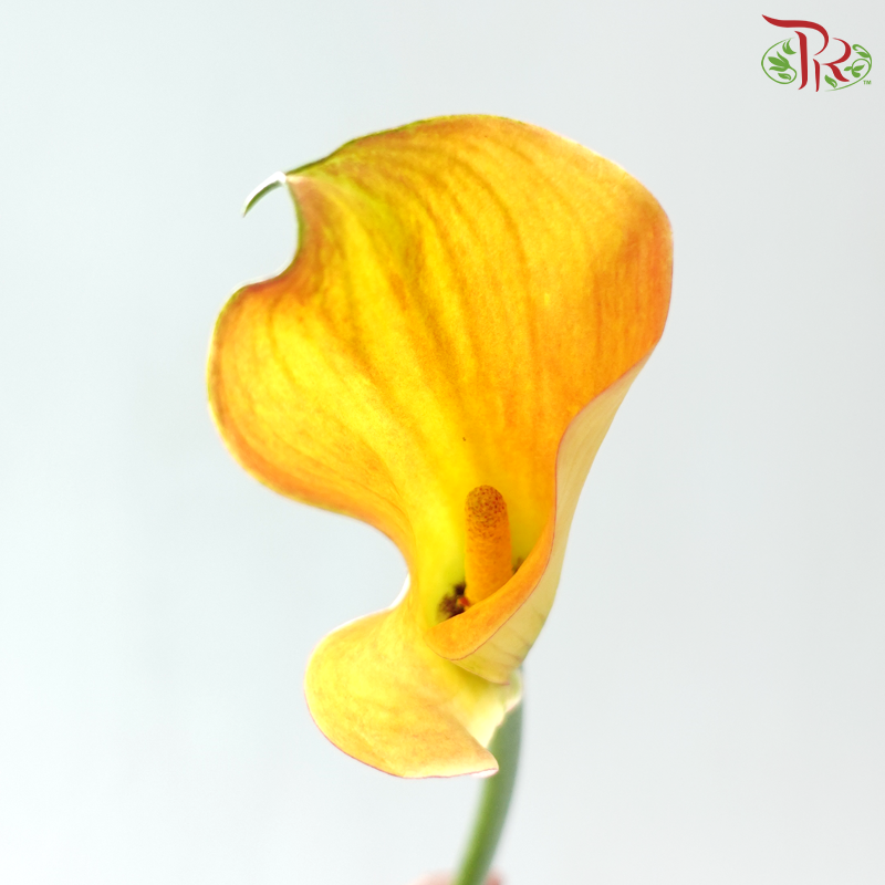 Calla Lily - Yellow Sunset (5 Stems)