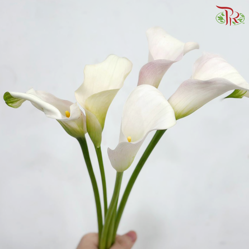 Calla Lily - Light Pink (5 Stems)