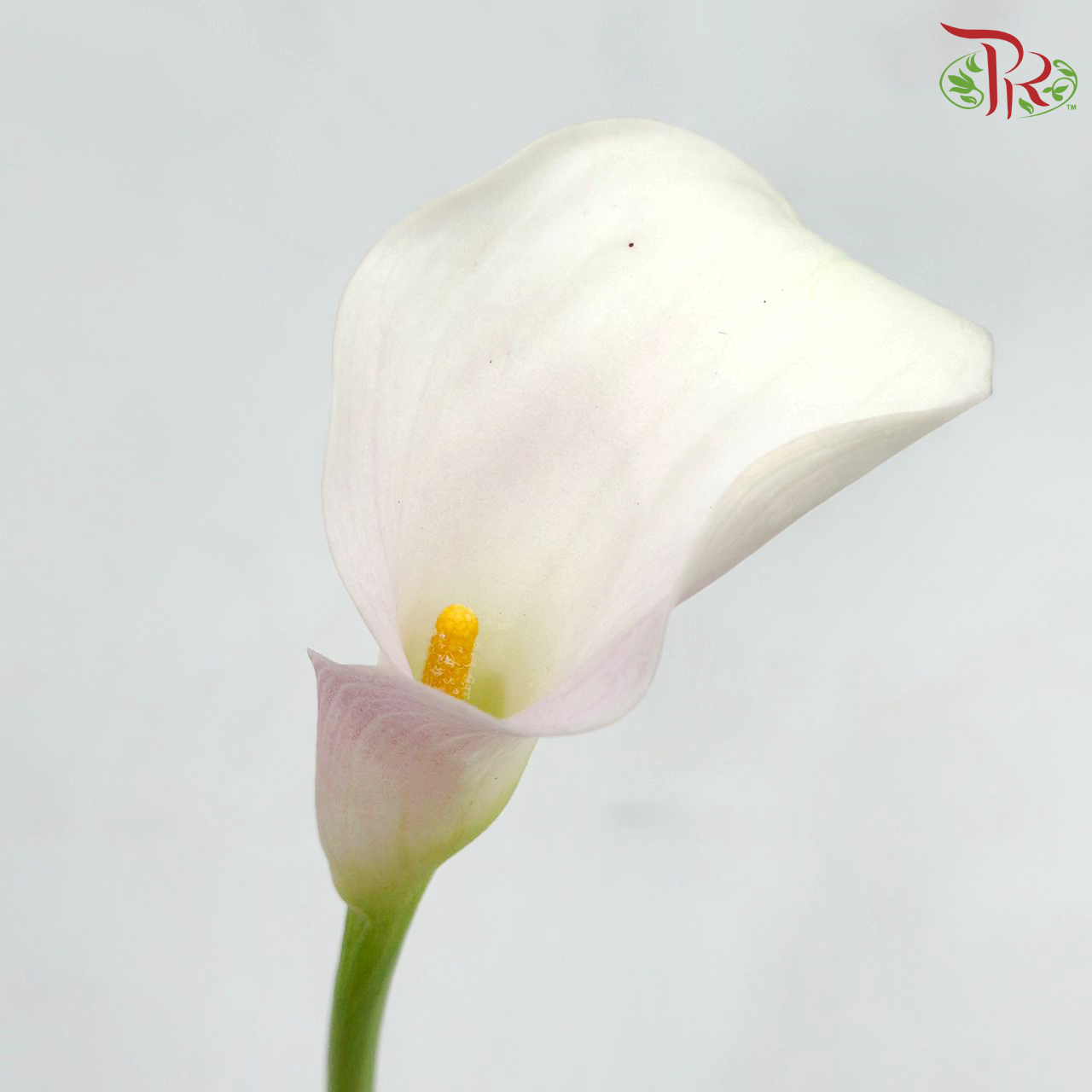 Calla Lily - Light Pink (5 Stems)