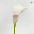 Calla Lily - Light Pink (5 Stems)