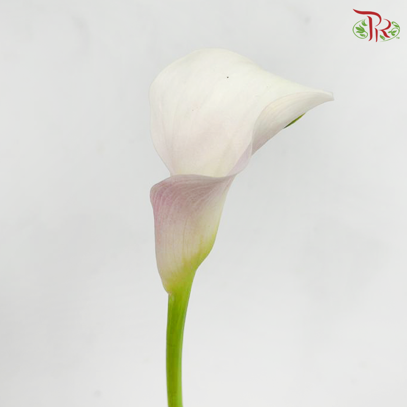 Calla Lily - Light Pink (5 Stems)