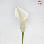 Calla Lily - White (5 Stems)