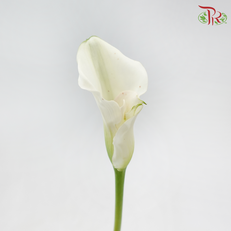 Calla Lily - White (5 Stems)