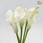 Calla Lily - White (5 Stems)