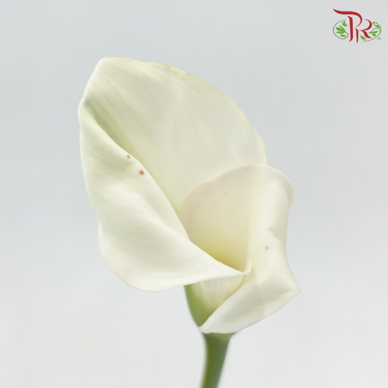 Calla Lily - White (5 Stems)