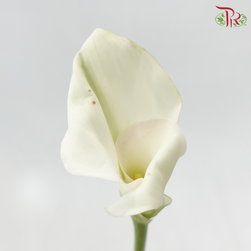 Calla Lily - White (5 Stems)