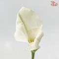 Calla Lily - White (5 Stems)