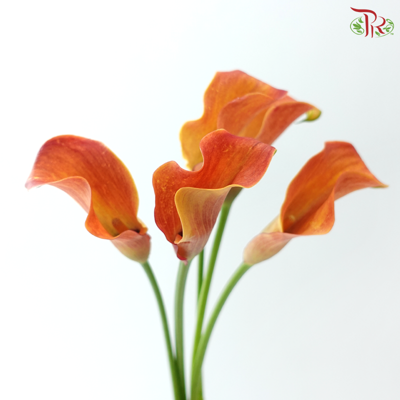 Calla Lily - Orange Red (5 Stems)