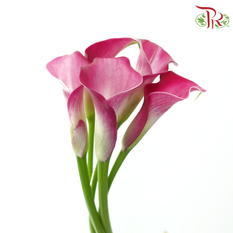 Calla Lily - Fantasia (5 Stems)