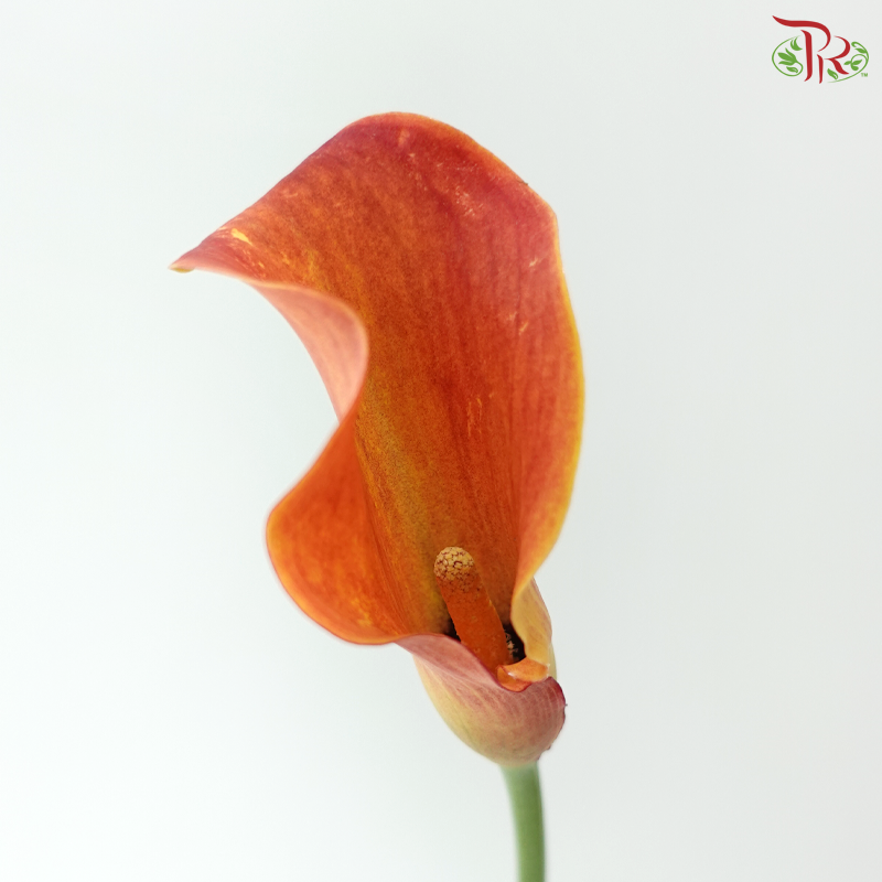 Calla Lily - Orange Red (5 Stems)