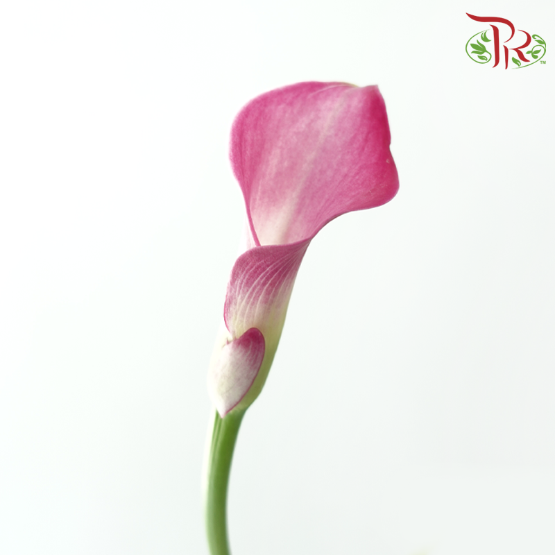 Calla Lily - Fantasia (5 Stems)