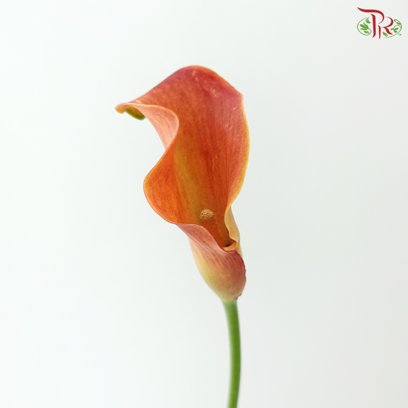 Calla Lily - Orange Red (5 Stems)