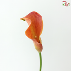 Calla Lily - Orange Red (5 Stems)