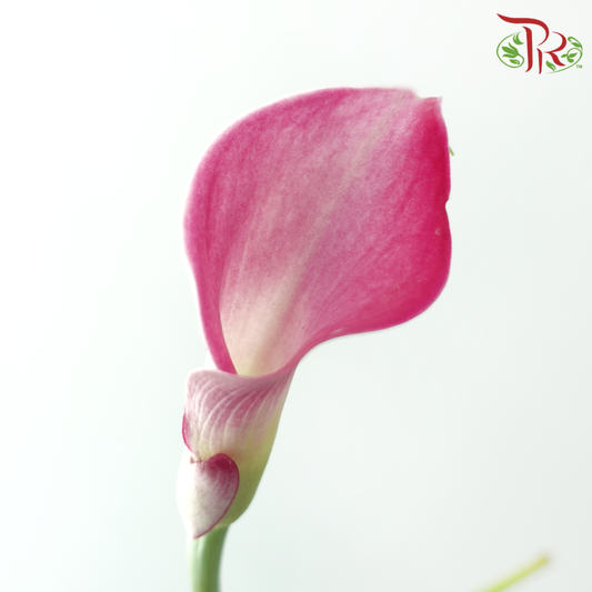 Calla Lily - Fantasia (5 Stems)