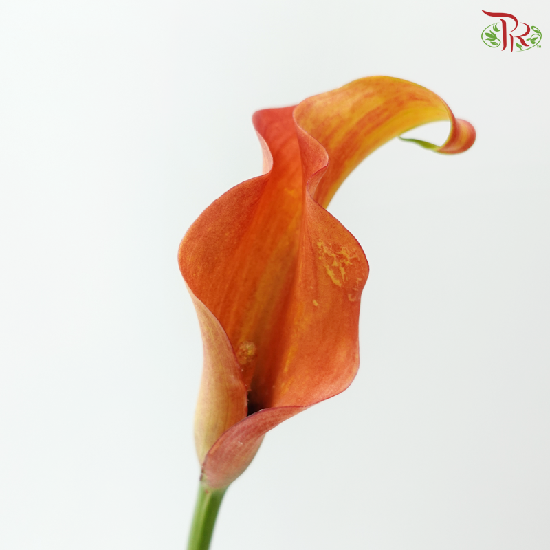 Calla Lily - Orange Red (5 Stems)