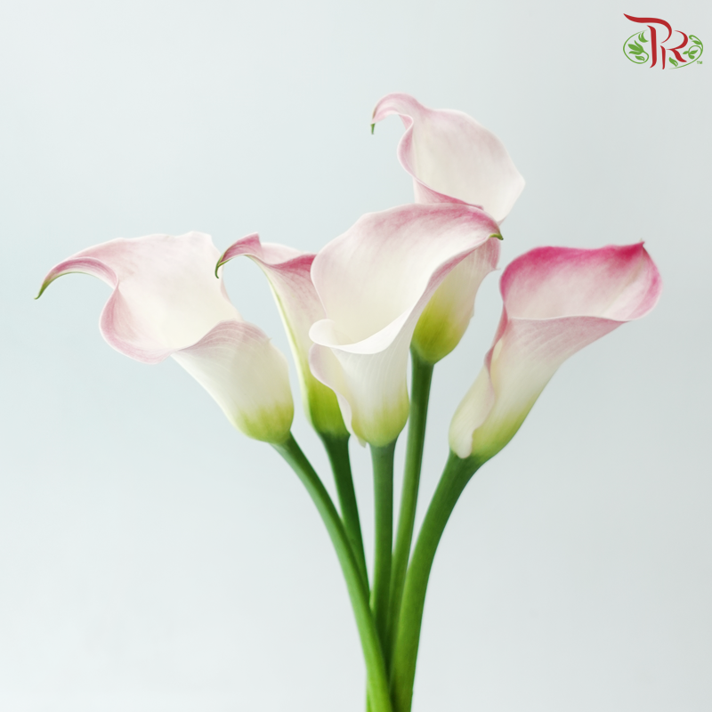 Calla Lily - Light Pink (5 Stems)