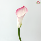 Calla Lily - Light Pink (5 Stems)
