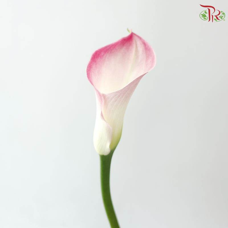 Calla Lily - Light Pink (5 Stems)