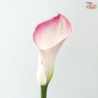 Calla Lily - Light Pink (5 Stems)