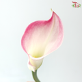 Calla Lily - Light Pink (5 Stems)