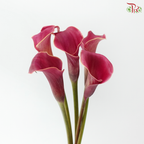 Calla Lily - Aruna (5 Stems)