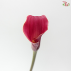 Calla Lily - Aruna (5 Stems)