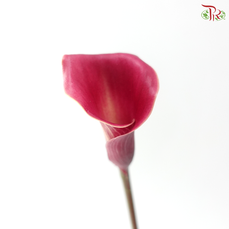 Calla Lily - Aruna (5 Stems)