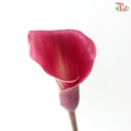 Calla Lily - Aruna (5 Stems)