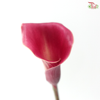 Calla Lily - Aruna (5 Stems)