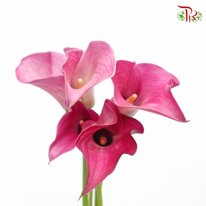Calla Lily - Pink Puppy (5 Stems)