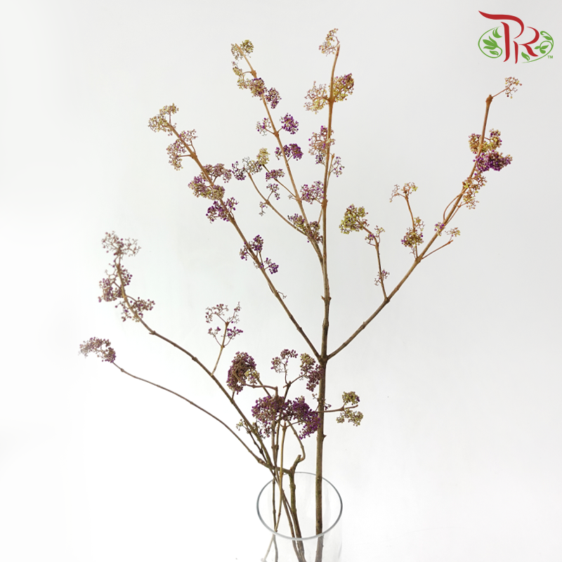 Callicarpa - Purple / Green