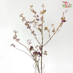 Callicarpa - Purple / Green