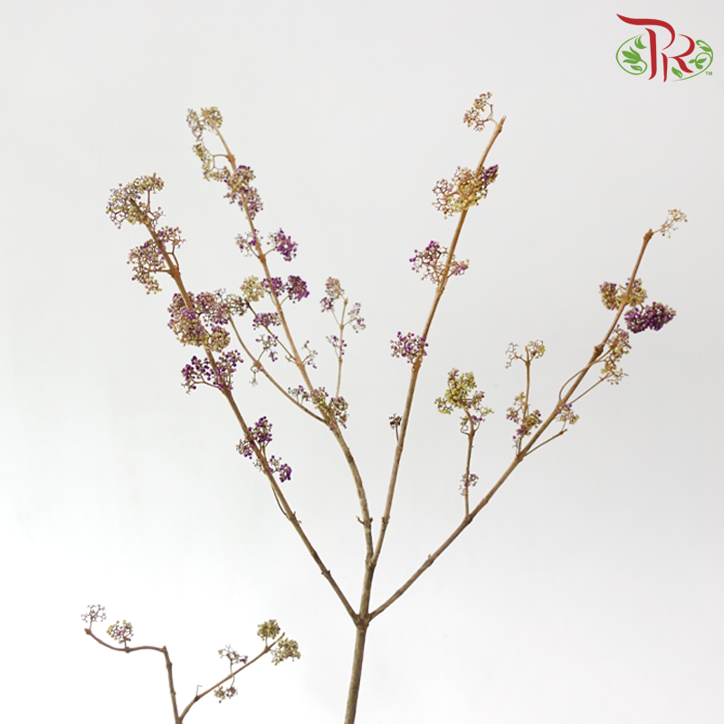 Callicarpa - Purple / Green