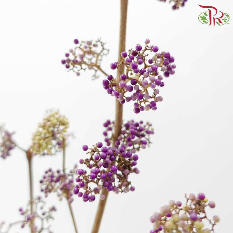Callicarpa - Purple / Green