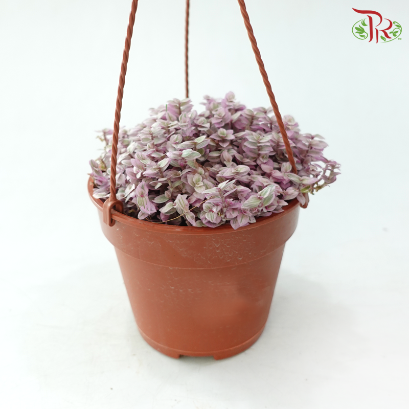 Callisia Pink Lady《彩虹怡心草》