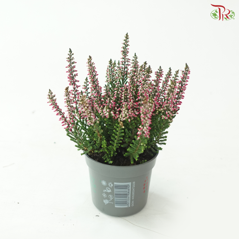 Calluna Mix 6Ø - 15cm《帚石楠》(Random Choose Colors)